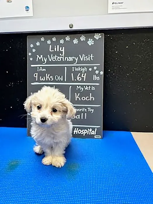 Kaibab Animal Hospital Picture 8