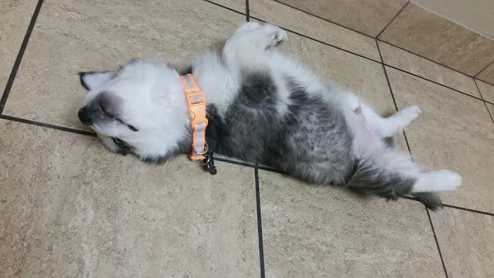 VCA Mountain View Animal Hospital Picture 2