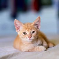 VCA Mountain View Animal Hospital ico