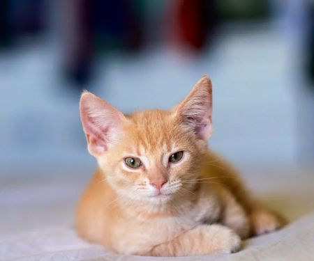 VCA Mountain View Animal Hospital