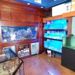 SPS Coral Store