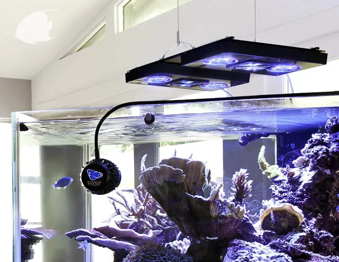 SPS Coral Store Picture 5