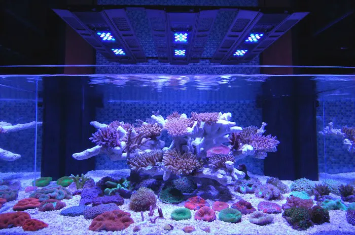SPS Coral Store Picture 8