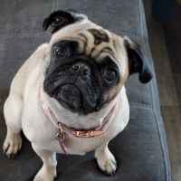 Western Animal Hospital ico