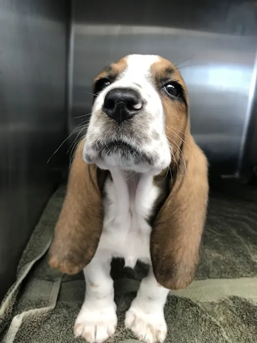 Western Animal Hospital Picture 9