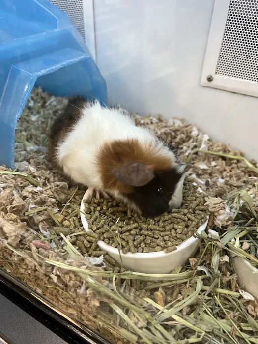 Petco Picture 3