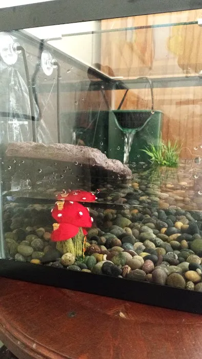 Planet Pet Shop Picture 4