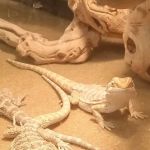 Planet Pet Shop