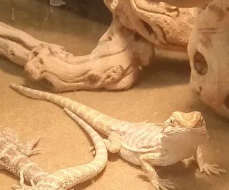 Planet Pet Shop