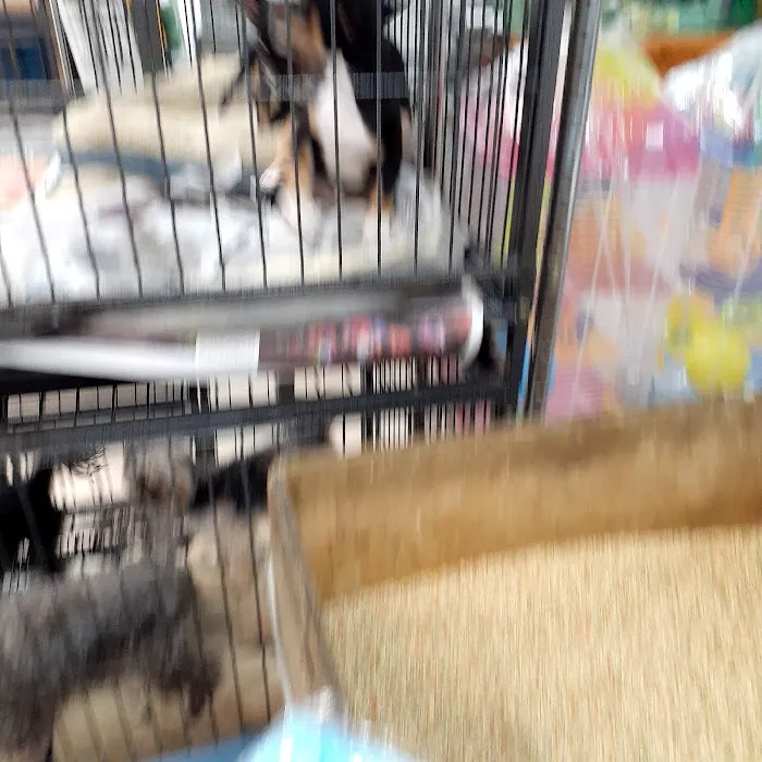 Planet Pet Shop Picture 5