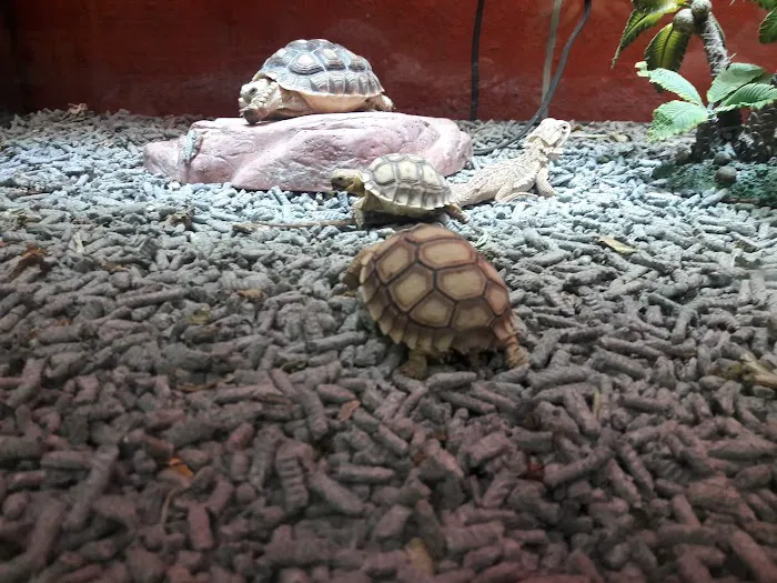 Planet Pet Shop Picture 8