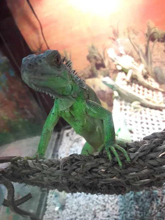 Planet Pet Shop Picture 6