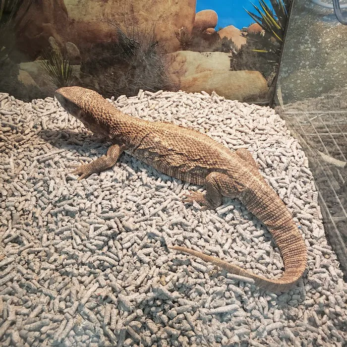 Planet Pet Shop Picture 10