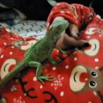 Petco