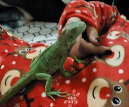 Petco