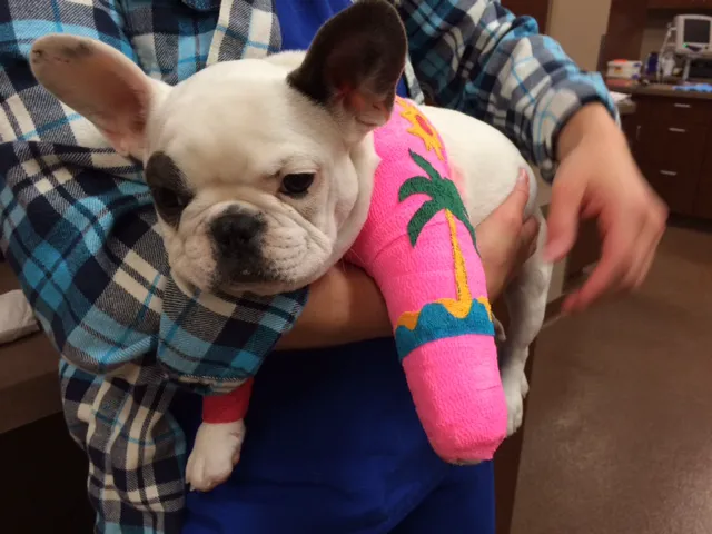 Southwest Veterinary Surgical Service, PC Picture 7