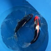 Crescenta Valley Koi ico