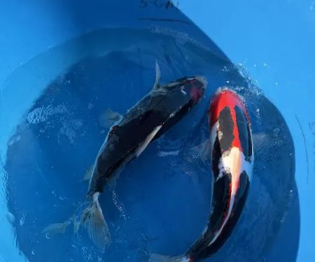 Crescenta Valley Koi