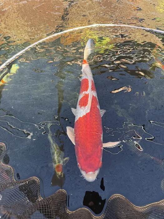 Crescenta Valley Koi Picture 4
