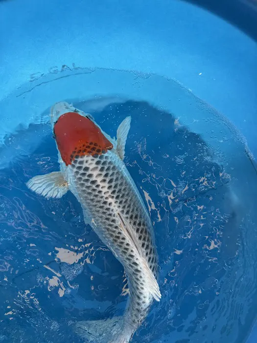 Crescenta Valley Koi Picture 6