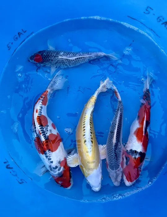 Crescenta Valley Koi Picture 2