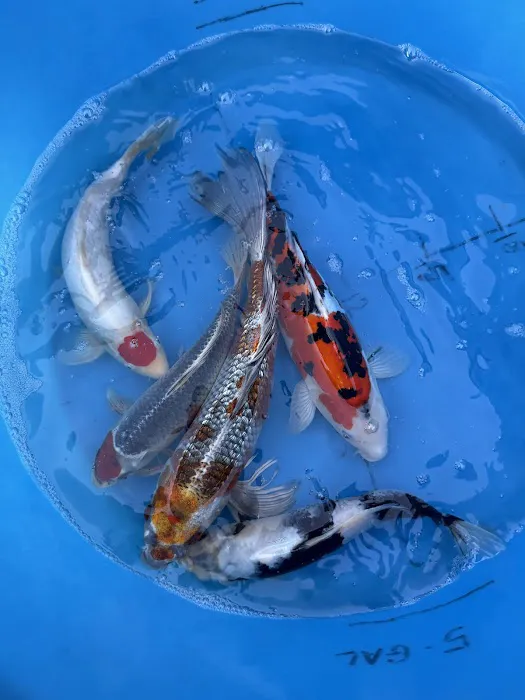 Crescenta Valley Koi Picture 5