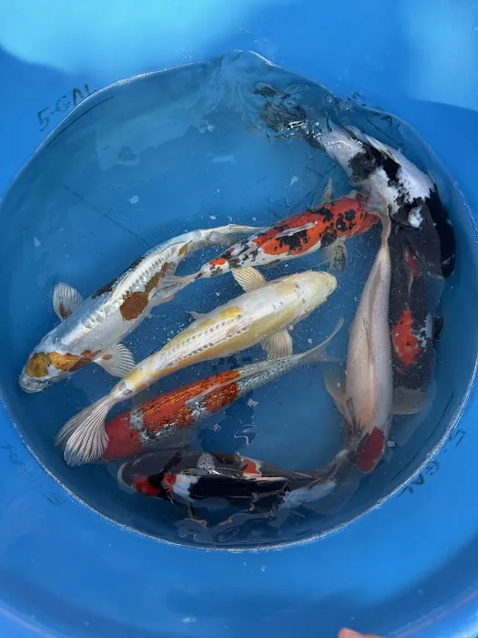 Crescenta Valley Koi Picture 7