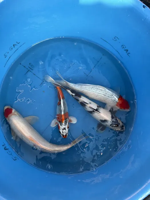 Crescenta Valley Koi Picture 3