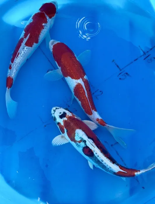 Crescenta Valley Koi Picture 10
