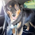 Arizona Veterinary Emergency & Critical Care Center