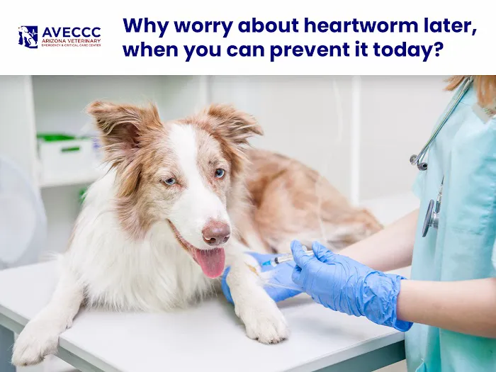 Arizona Veterinary Emergency & Critical Care Center Picture 9