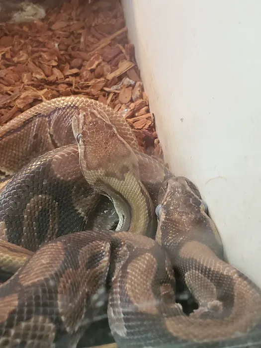 Burbank Scales 'N' Tails Picture 2