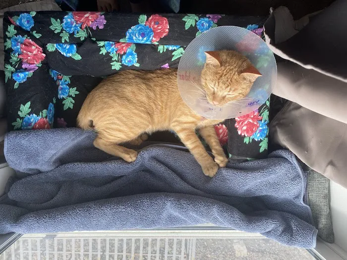 Spay Neuter Clinic: Glendale Picture 2