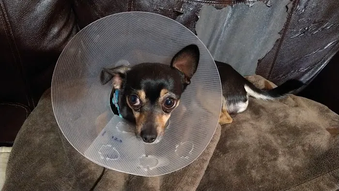 Spay Neuter Clinic: Glendale Picture 1