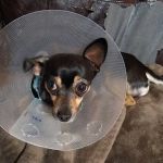 Spay Neuter Clinic: Glendale