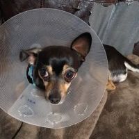 Spay Neuter Clinic: Glendale ico