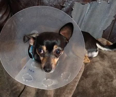 Spay Neuter Clinic: Glendale