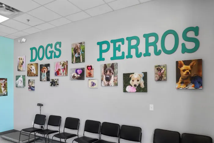 Spay Neuter Clinic: Glendale Picture 8