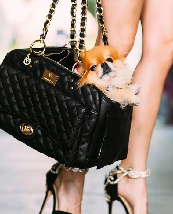 Vanderpump Pets Picture 5