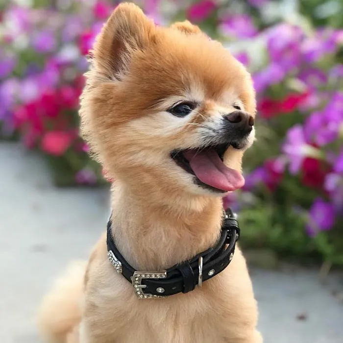 Vanderpump Pets Picture 4