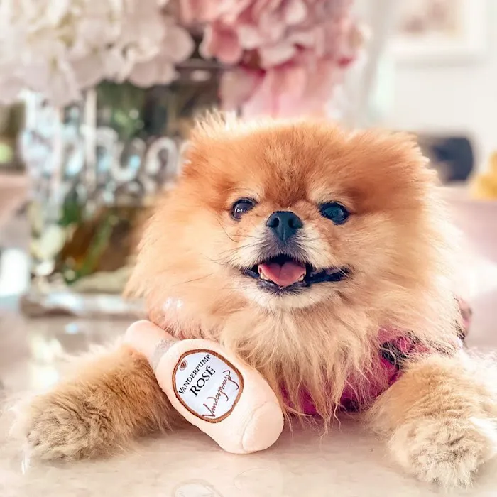 Vanderpump Pets Picture 6