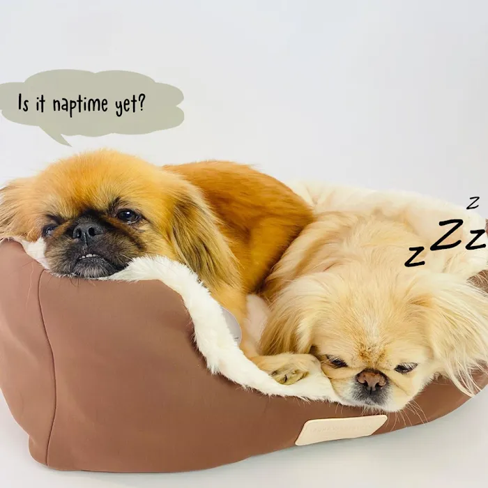 Vanderpump Pets Picture 10