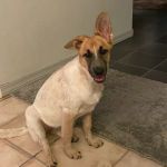 Camelwest Animal Hospital