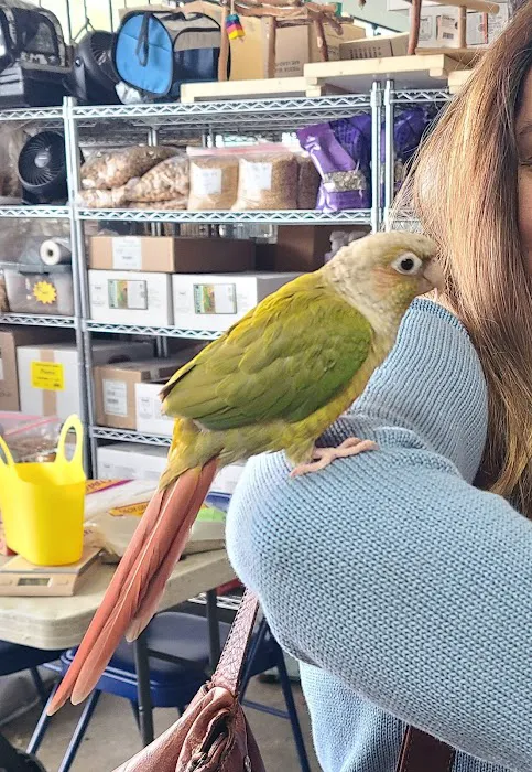 The Perfect Parrot Picture 1