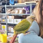 The Perfect Parrot