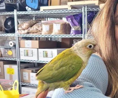 The Perfect Parrot