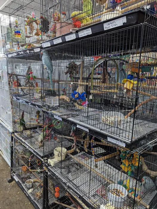 The Perfect Parrot Picture 5