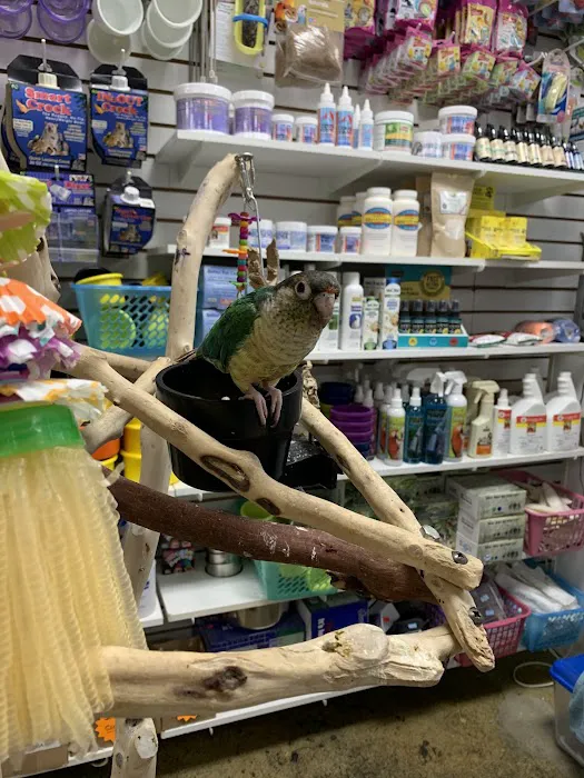 The Perfect Parrot Picture 8