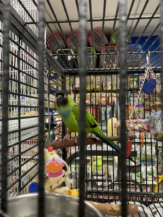 The Perfect Parrot Picture 9