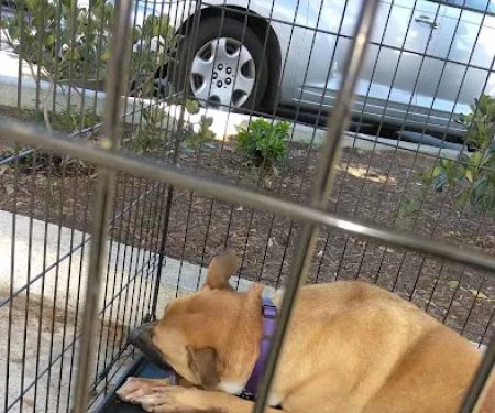 Petco